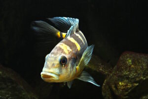 Pseudotropheus crabro